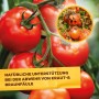 Tomatenpflanze mit reifen und von Kraut- und Braunfäule befallenen Früchten, Solabiol Lecithin Spray zur Bekämpfung.