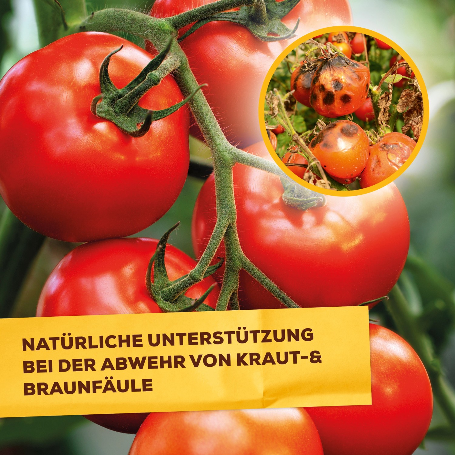 Tomatenpflanze mit reifen und von Kraut- und Braunfäule befallenen Früchten, Solabiol Lecithin Spray zur Bekämpfung.