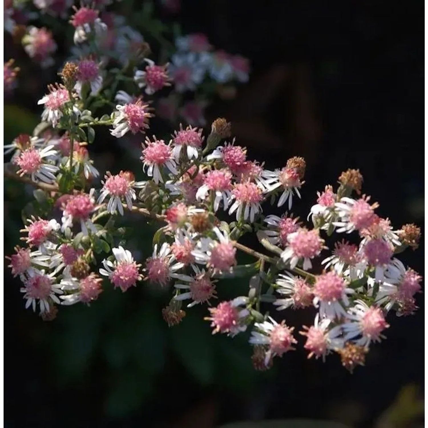 Waagerechte Herbst Aster Lady in Black - Aster,ateriflorus