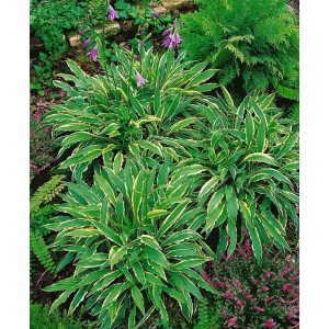 Funkie 'Stiletto' (Hosta pulchella) im 9x9 cm Topf, grüne Blätter mit weißem Rand, lila Blüten.