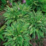 Funkie 'Stiletto' (Hosta pulchella) im 9x9 cm Topf, grüne Blätter mit weißem Rand, lila Blüten.