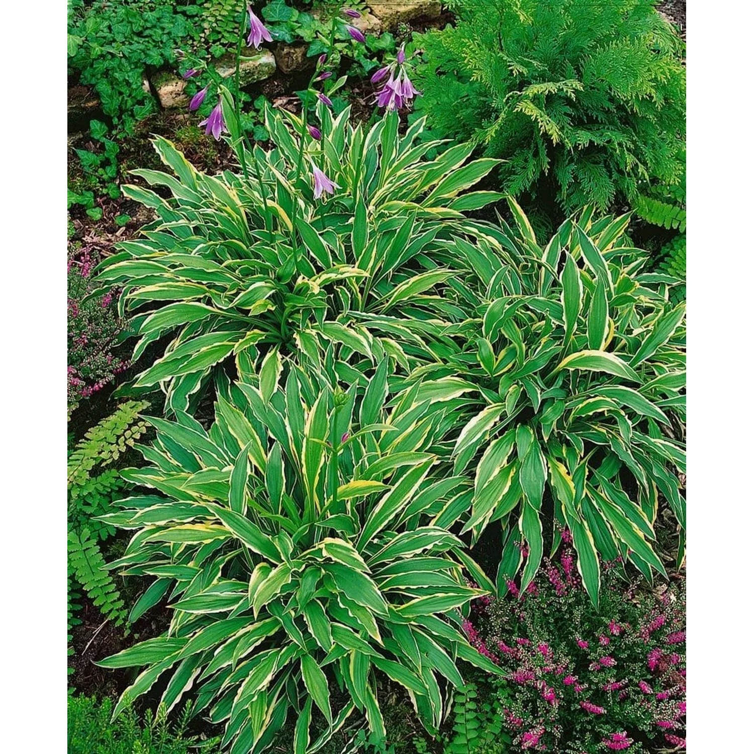 Funkie 'Stiletto' (Hosta pulchella) im 9x9 cm Topf, grüne Blätter mit weißem Rand, lila Blüten.