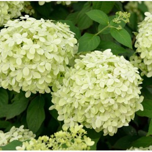 Rispenhortensie 'Polarbär' mit cremeweißen Blütenständen im Garten.