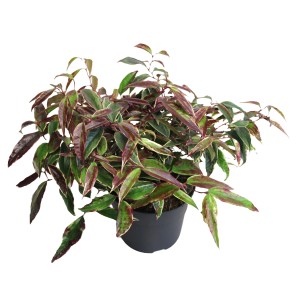 Traubenheide 'Halloween': Zierstrauch mit grün-roten Blättern im Topf.