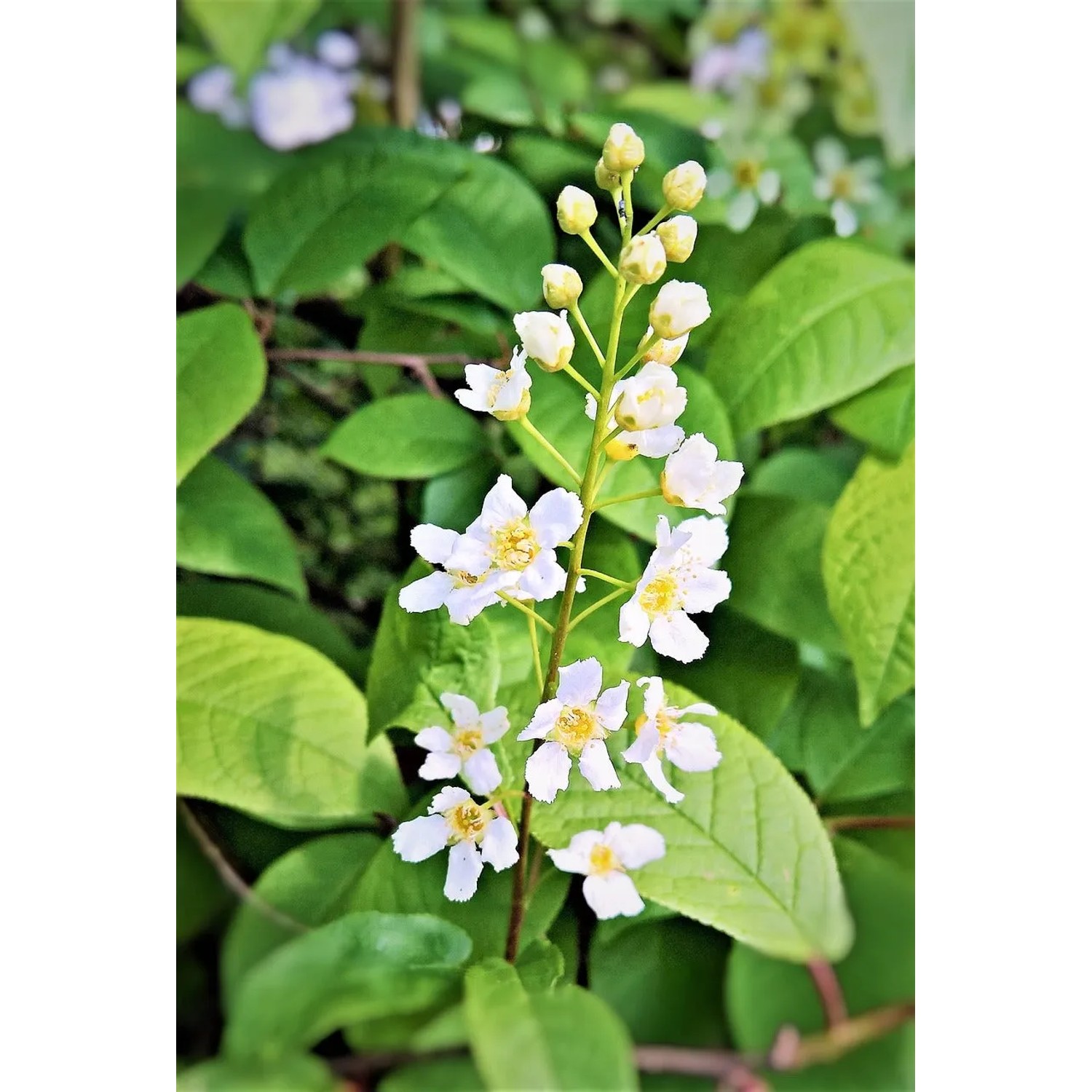 Nahaufnahme der Baumfink Rose (Deutzia Mont Rose) Topfpflanze mit weißen Blüten und grünen Blättern.