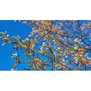 Blühende Baumfink (Kupfer-Felsenbirne) im Frühling mit weißen Blüten vor blauem Himmel.
