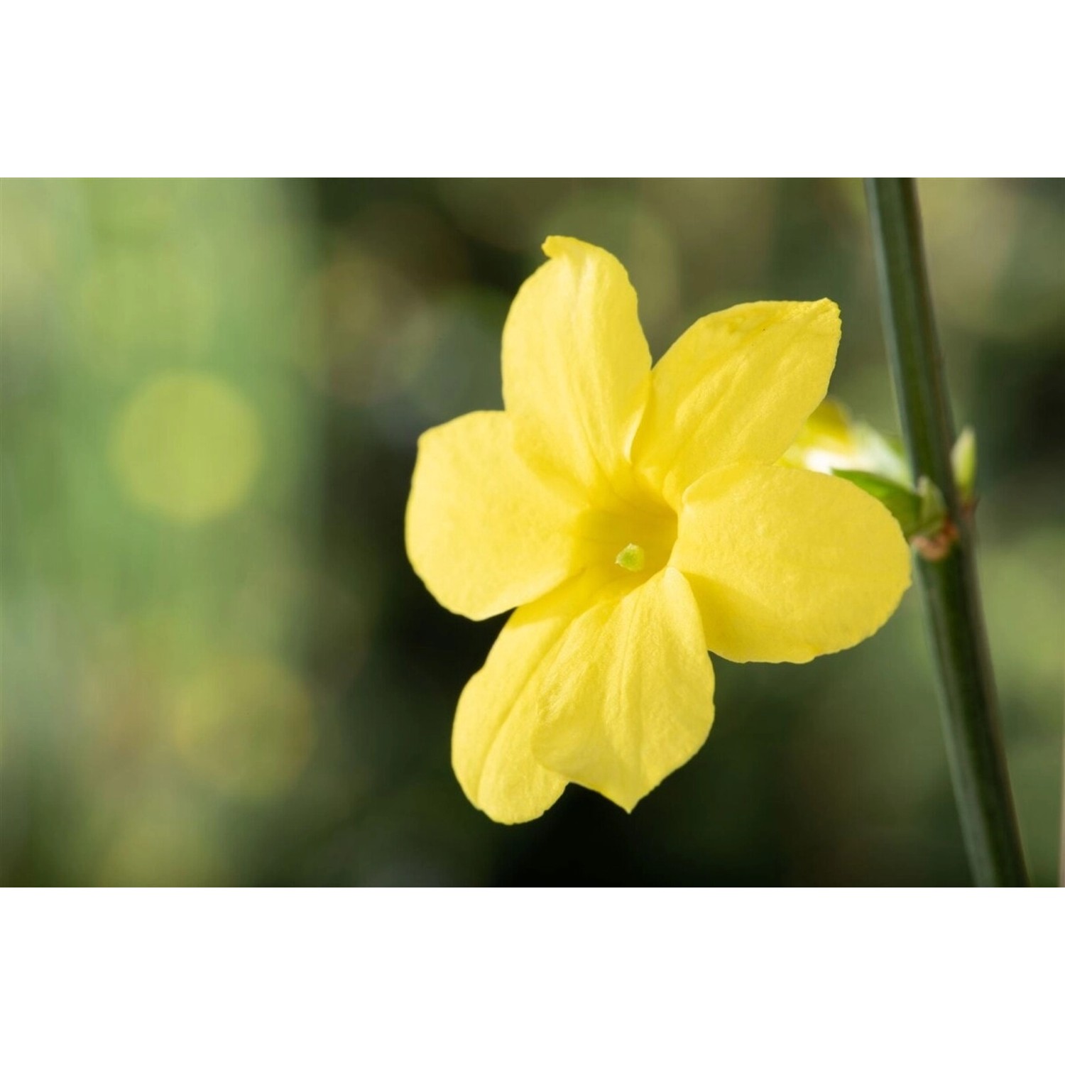Jasminum Nudiflorum Winterjasmin Gelb 80–100 cm günstig online kaufen