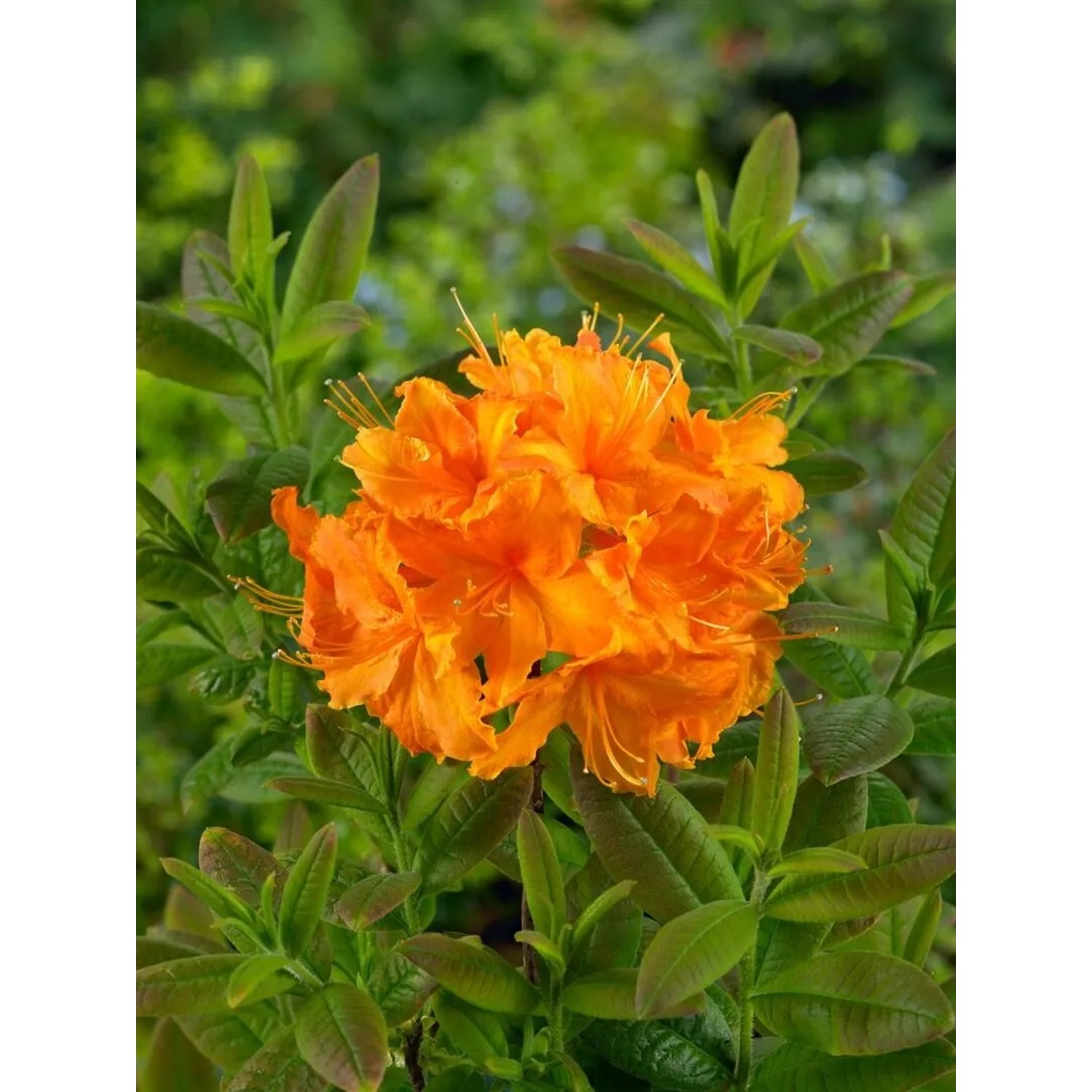 Pflanzen fr dich Rhododendron Luteum Rumba Gelb-Rot 3040 cm kaufen bei OBI