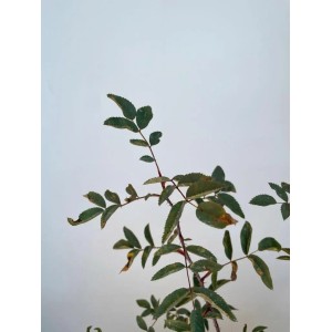 Detailaufnahme der Blätter einer Baumfink Blaue Hechtrose (Rosa glauca).