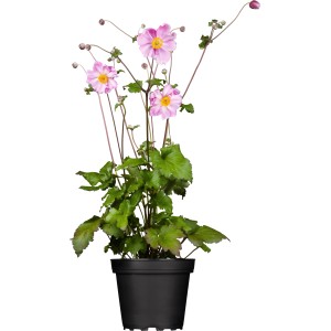 Herbst-Anemone (Anemone japonica) im Topf mit rosa Blüten, ca. 10-20 cm hoch.