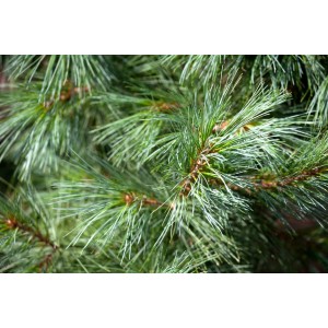 Detailaufnahme der blaugrünen Nadeln einer Pinus Parviflora Schoons Bonsai Kiefer.