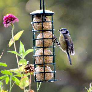 Grüner Dobar Futterspender mit Meisenknödeln und Blaumeise beim Fressen.