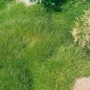 Bärenfellgras 'Teddybär' (Festuca Gautieri) im 2L Container, dichte, grüne Grasstruktur.