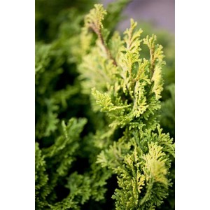 Detailaufnahme der goldgelben Chamaecyparis Obtusa Aurora Hinoki-Scheinzypresse im 12 cm Topf.