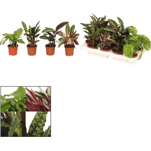 Korbmarante (Calathea) in verschiedenen Sorten, ca. 10-20 cm hoch im 6 cm Topf.