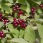 Rote Heckenkirsche (Lonicera xylosteum) mit roten Beeren und grünen Blättern.