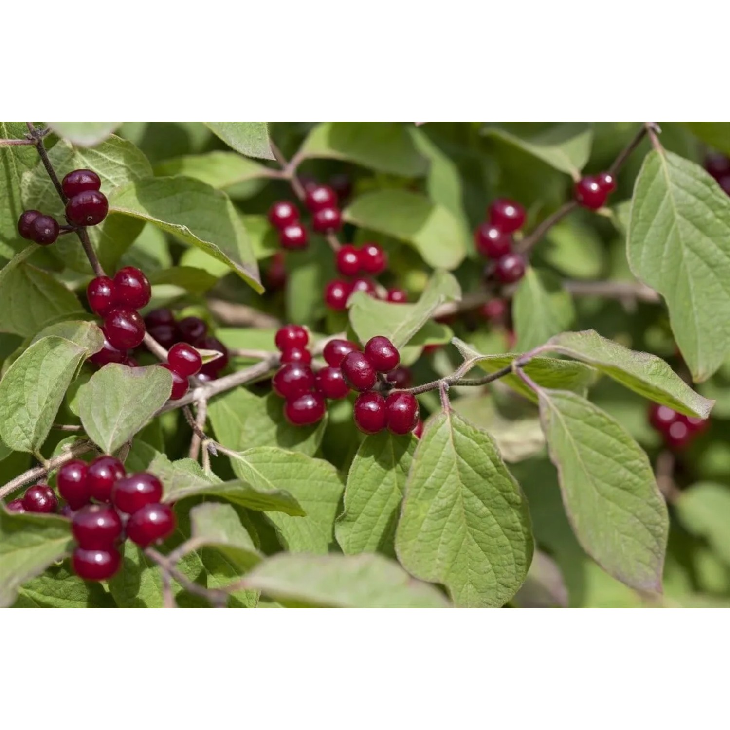Rote Heckenkirsche (Lonicera xylosteum) mit roten Beeren und grünen Blättern.