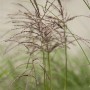 Detailaufnahme von Miscanthus Sinensis Malepartus Chinaschilf mit rotbraunen Blüten.