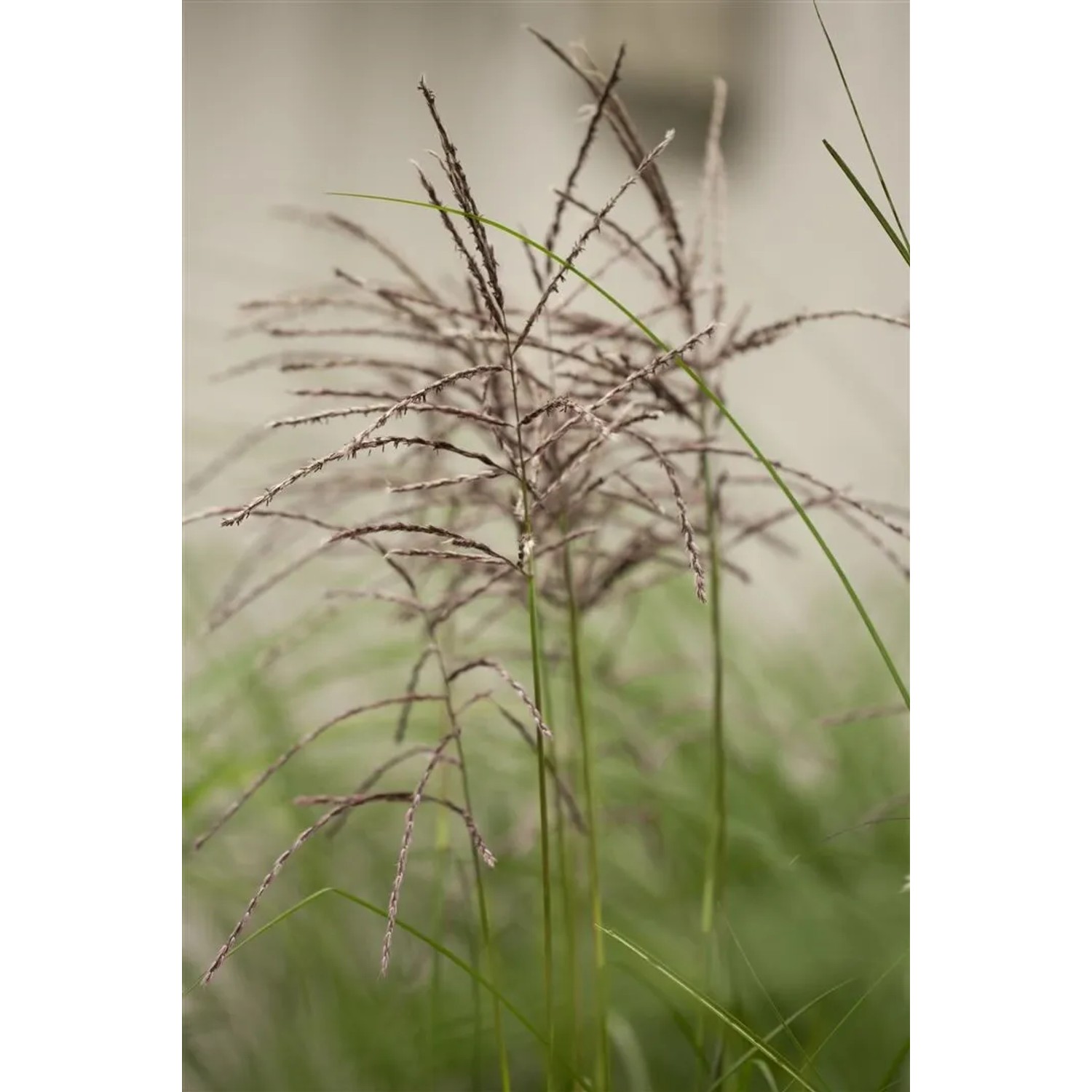 Detailaufnahme von Miscanthus Sinensis Malepartus Chinaschilf mit rotbraunen Blüten.