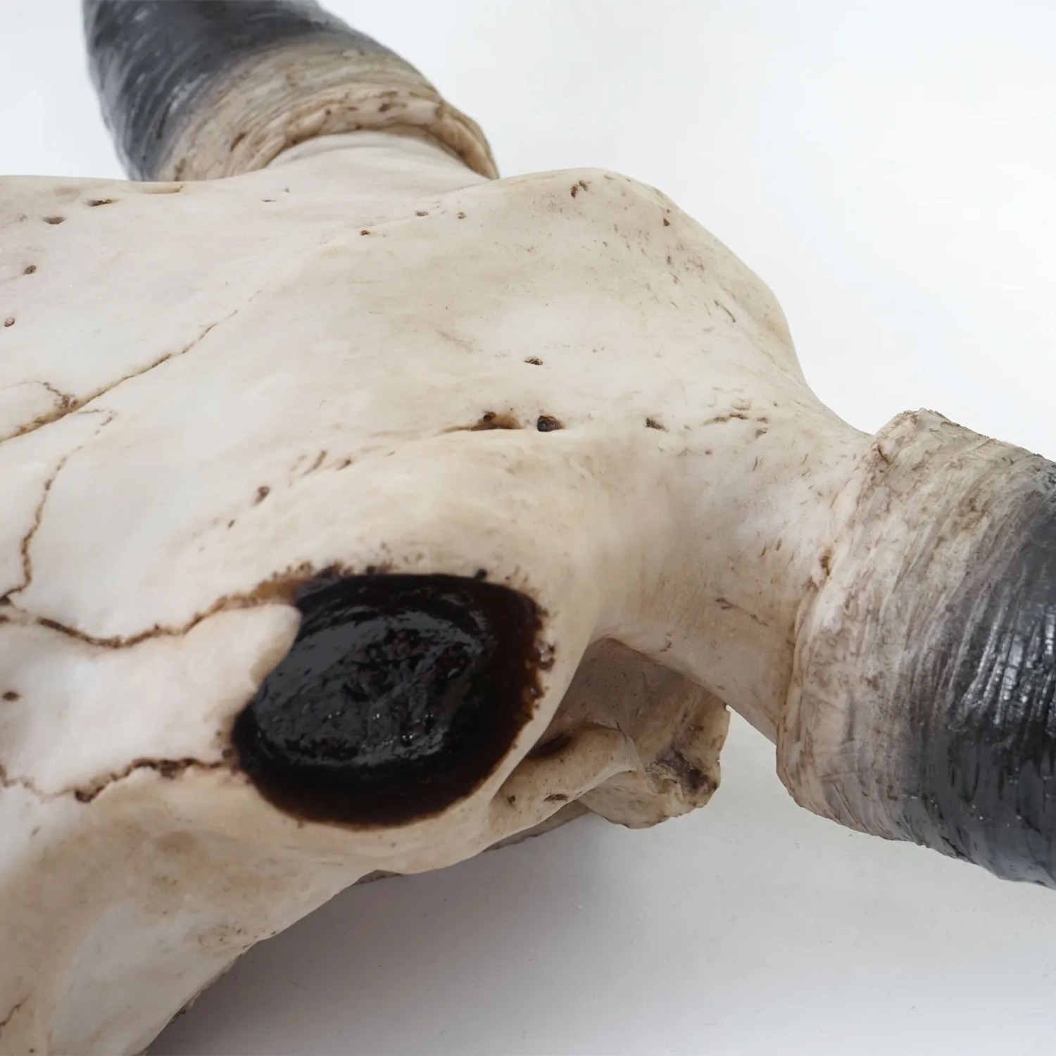 Deko Schädel Longhorn A14: detailreiche, naturgetreue Dekofigur für Wandmontage.