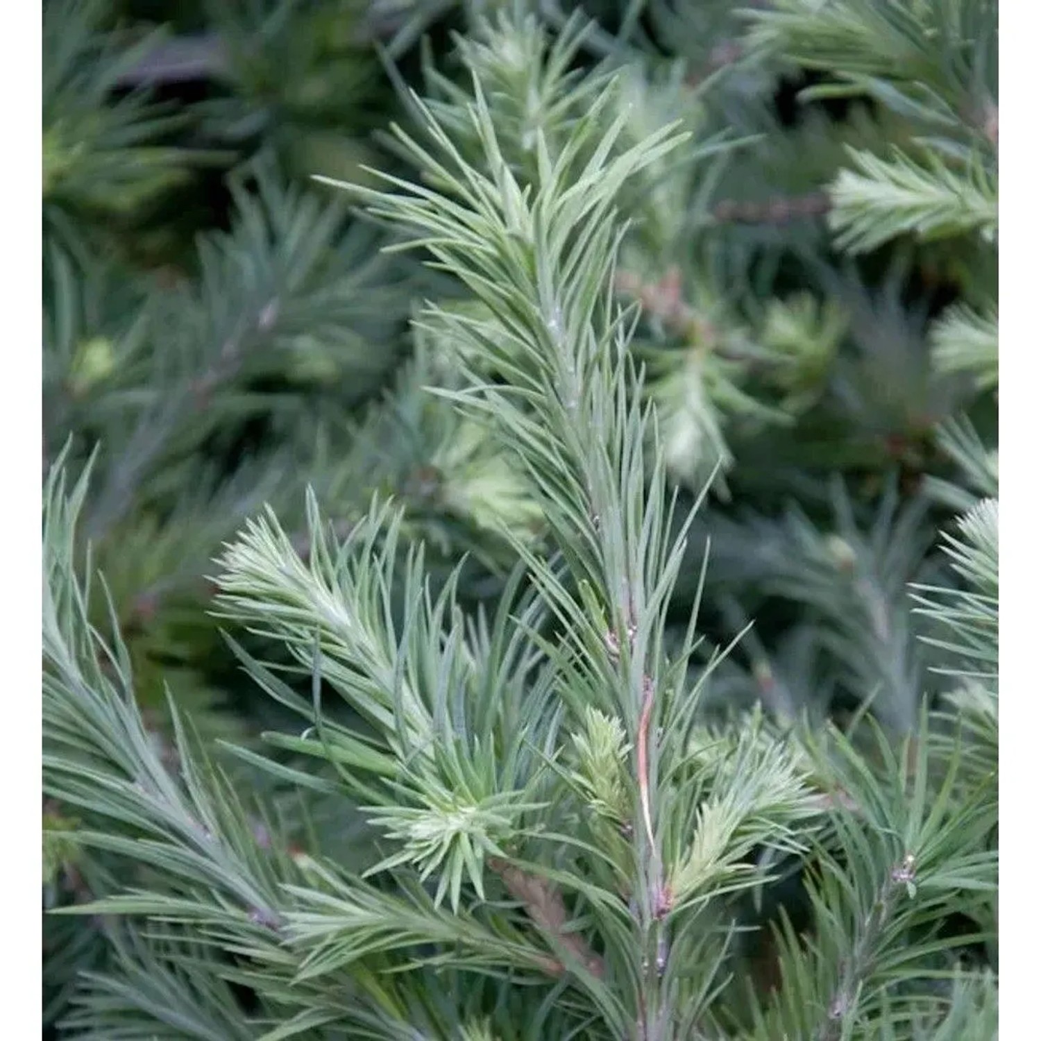 Hochstamm Zwerg Lärche Grey Pearl 80-100cm - Larix decidua