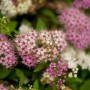 Nahaufnahme der mehrfarbigen Blüten (rosa, weiß) der Japanischen Spiere Shirobana.