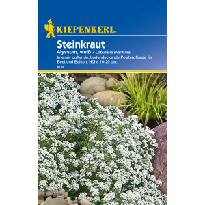Kiepenkerl Steinkraut Alyssum Weiß, bodendeckende Blumensamen für Beet und Balkon.