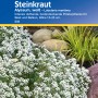 Kiepenkerl Steinkraut Alyssum Weiß, bodendeckende Blumensamen für Beet und Balkon.