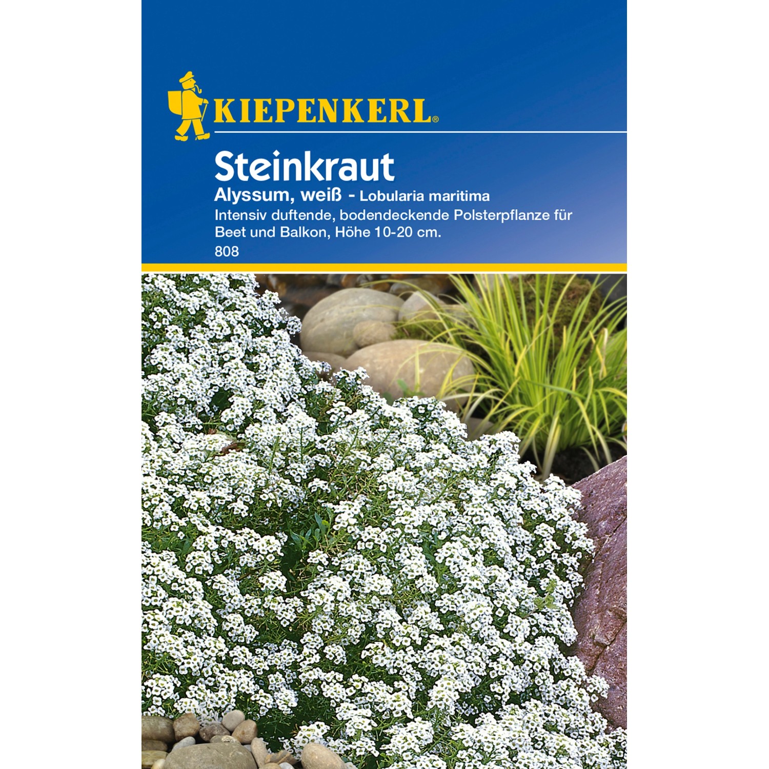 Kiepenkerl Steinkraut Alyssum Weiß, bodendeckende Blumensamen für Beet und Balkon.