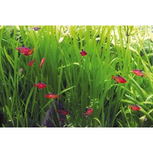 Aquariumpflanze Vallisneria Spiralis mit roten Fischen im Aquarium.