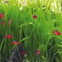 Aquariumpflanze Vallisneria Spiralis mit roten Fischen im Aquarium.