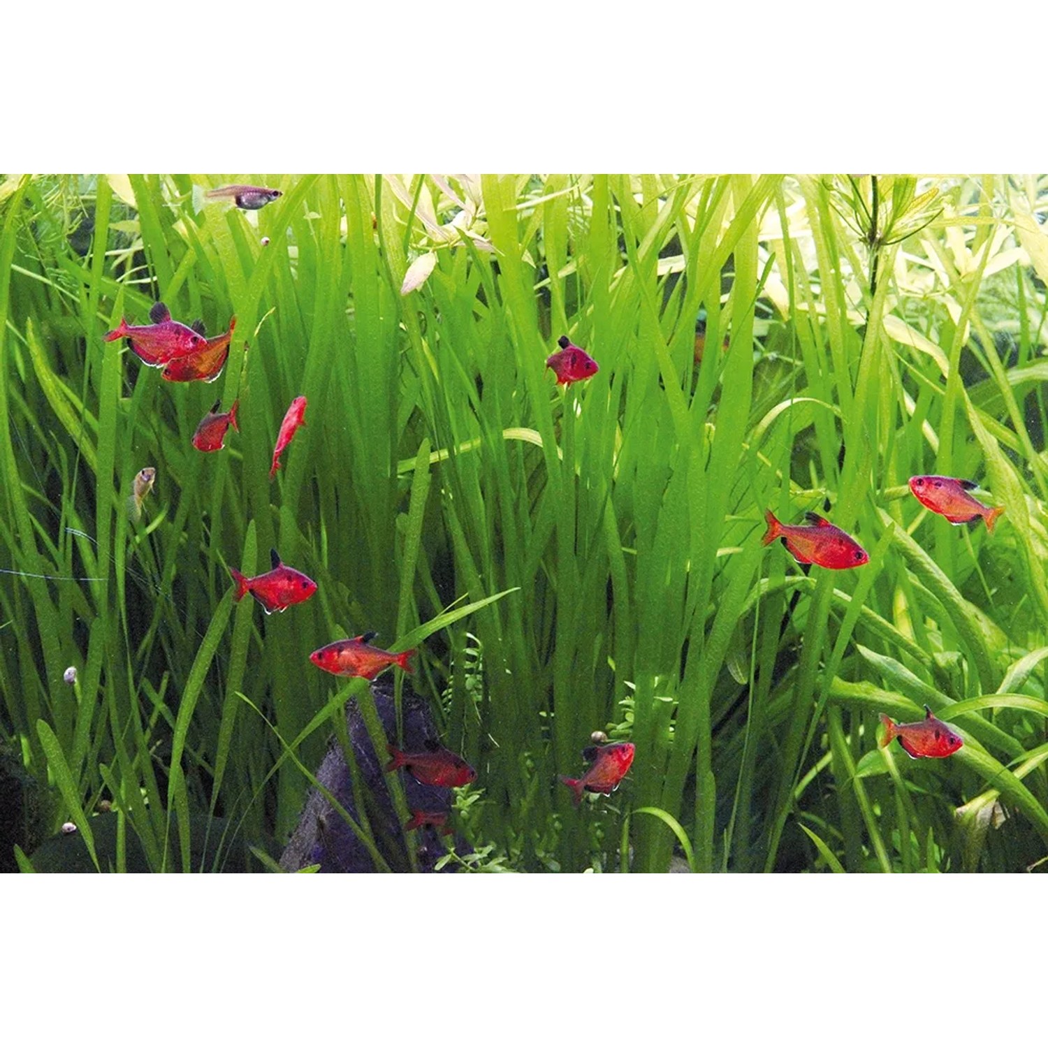 Aquariumpflanze Vallisneria Spiralis mit roten Fischen im Aquarium.