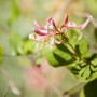Nahaufnahme einer rosa-gelben Lonicera Heckrottii Geißblatt Blüte, eine duftende Kletterpflanze.