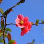Nahaufnahme: Japanische Zierquitte mit roten Blüten vor blauem Himmel. Topfpflanze für Garten & Balkon.