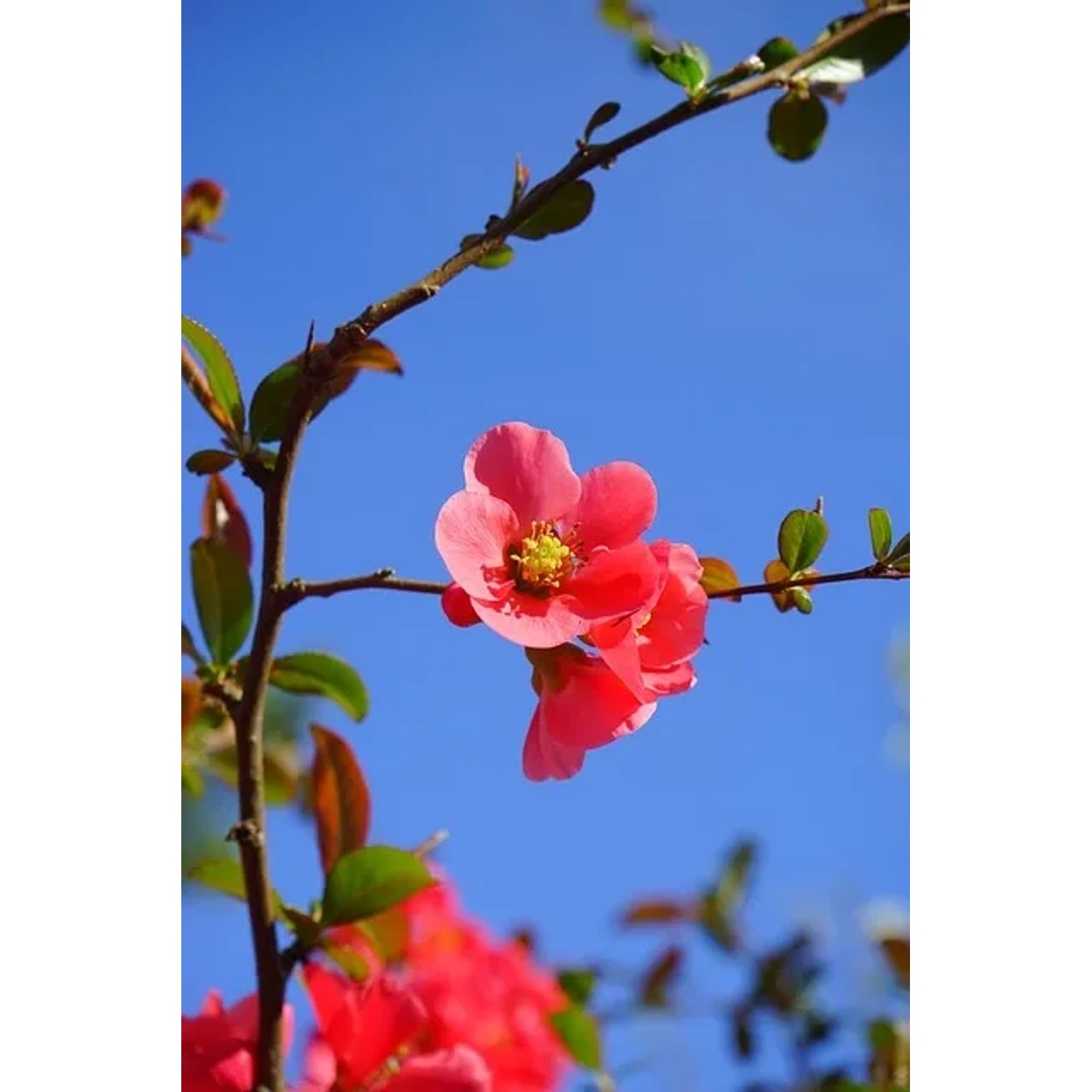 Nahaufnahme: Japanische Zierquitte mit roten Blüten vor blauem Himmel. Topfpflanze für Garten & Balkon.