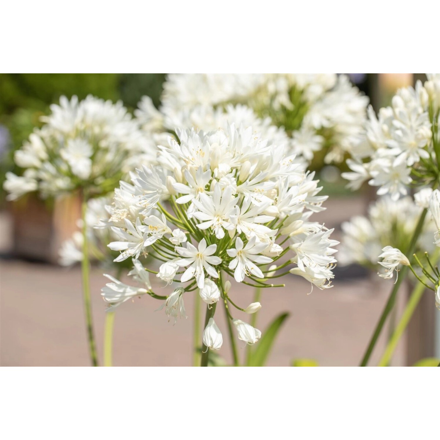 Agapanthus Schmucklilie Arctic Star 2-3 Liter Container günstig online kaufen