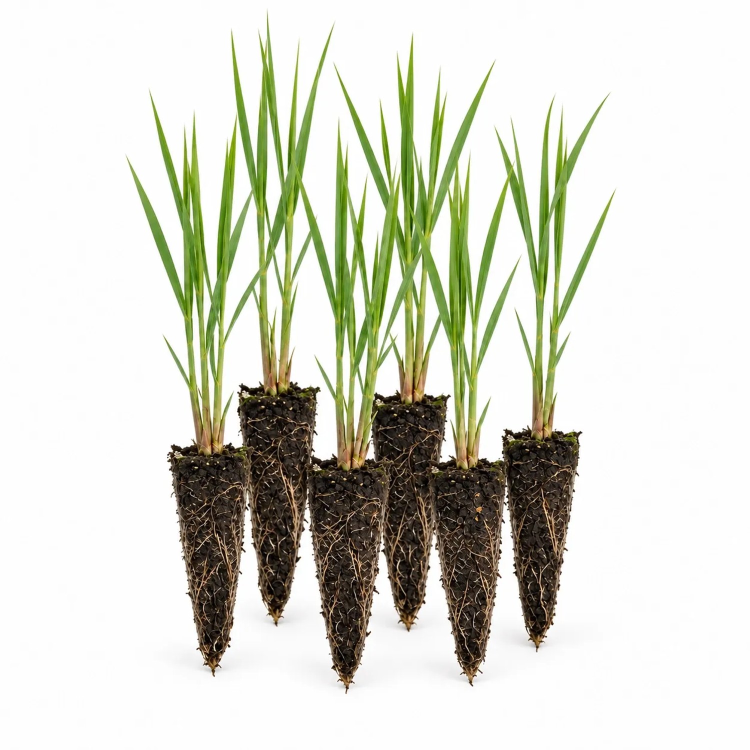 Vdvelde Schilfrohr   Phragmites Australis   12 Pflanzen