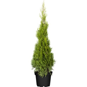 Lebensbaum "Smaragd" Set à 30 Stück Höhe ca. 120 - 140 cm Thuja occidentalis