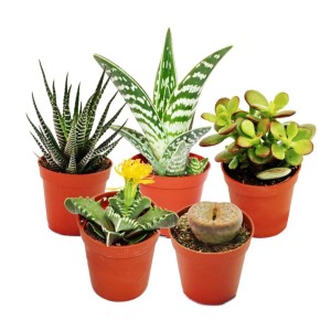 Set aus 5 verschiedenen Sukkulenten im 5,5cm Topf, darunter Aloe und Haworthia.