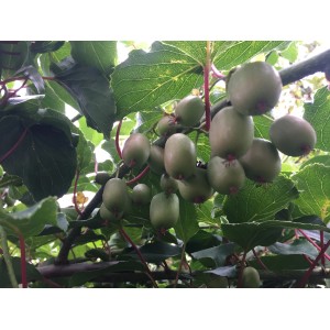 Blu Mini-Kiwi (männlich) im Topf, mit grünen Blättern und kleinen, grünen Früchten.