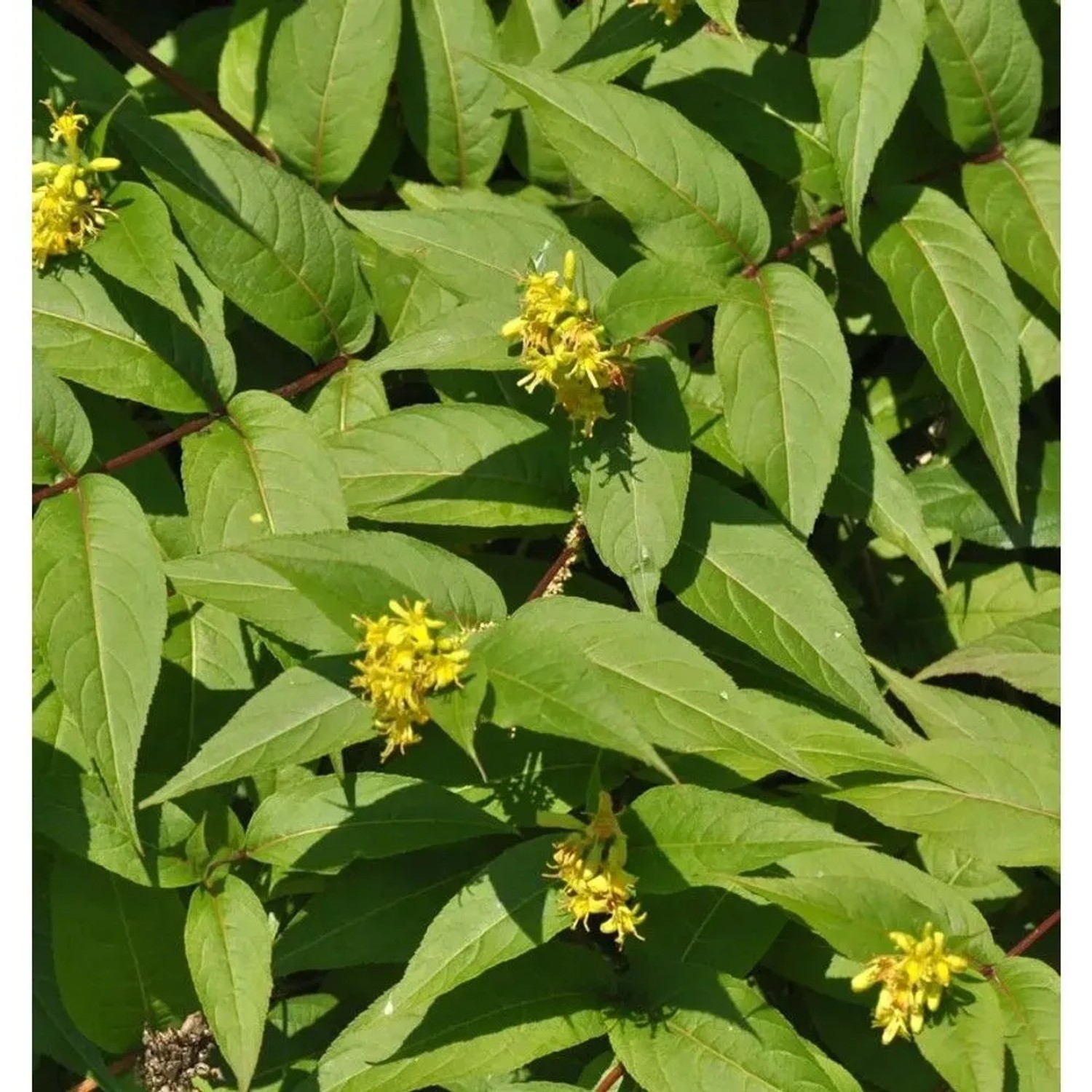 Buschgeißblatt Honeybee 40-60cm - Diervilla rivularis