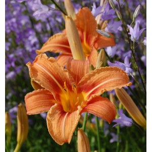 Nahaufnahme einer orangefarbenen Wildform Taglilie (Hemerocallis fulva) im Garten.