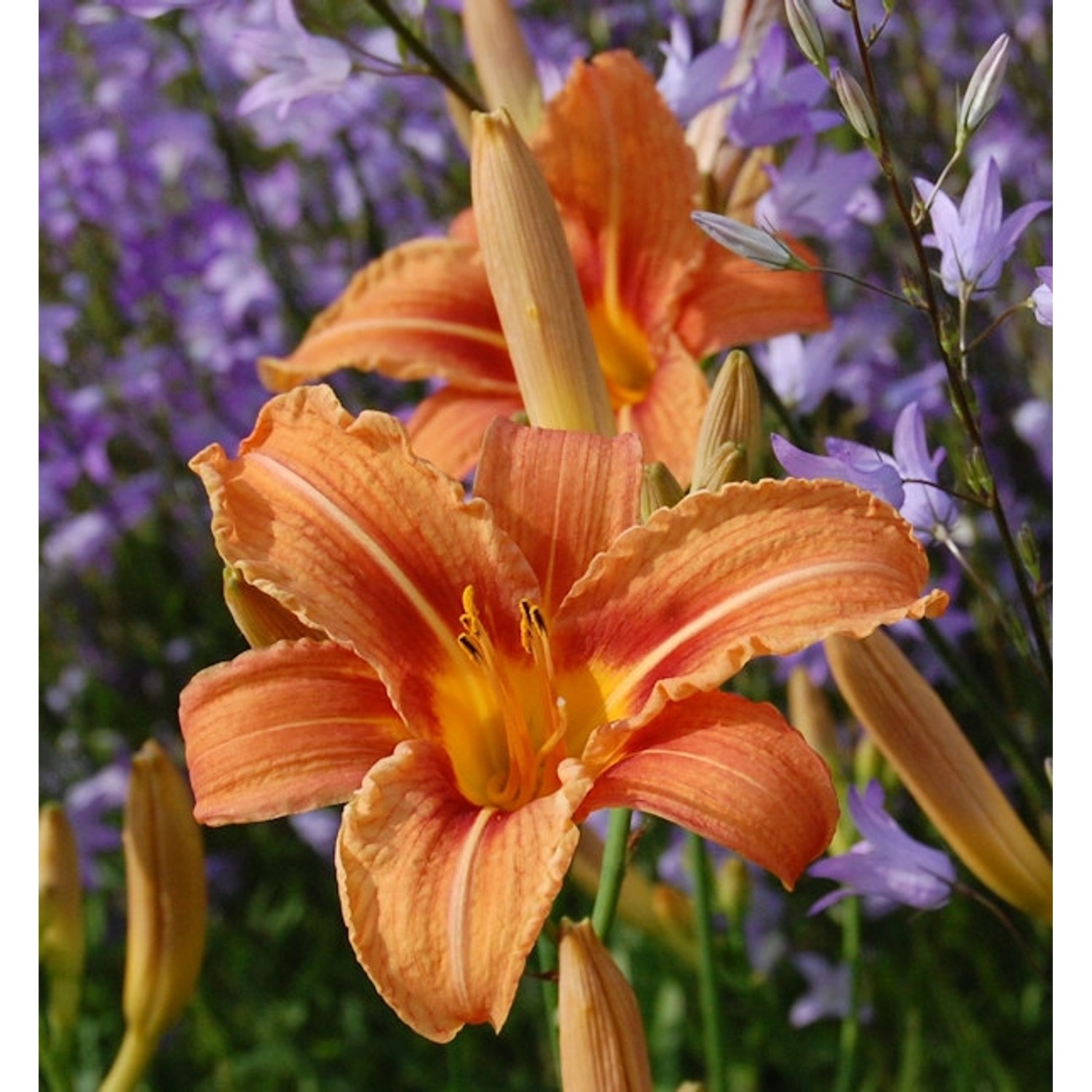 Wildform Taglilie - Hemerocallis fulva günstig online kaufen