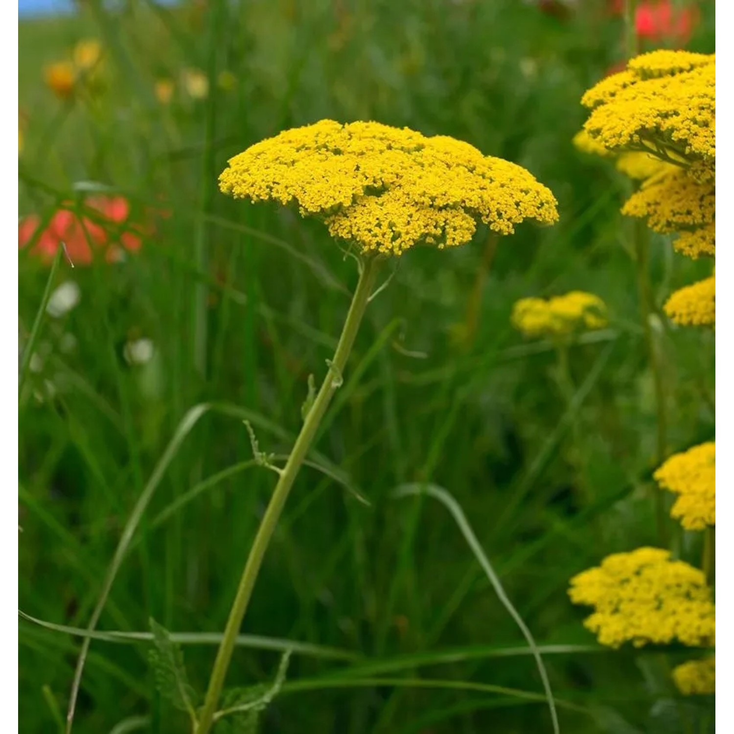 Schafgarbe Cloth of Gold - Achillea filipendulina