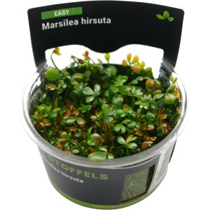 Stoffels Aquariumpflanze Marsilea hirsuta im Topf, grüne Vordergrundpflanze für Aquarien.