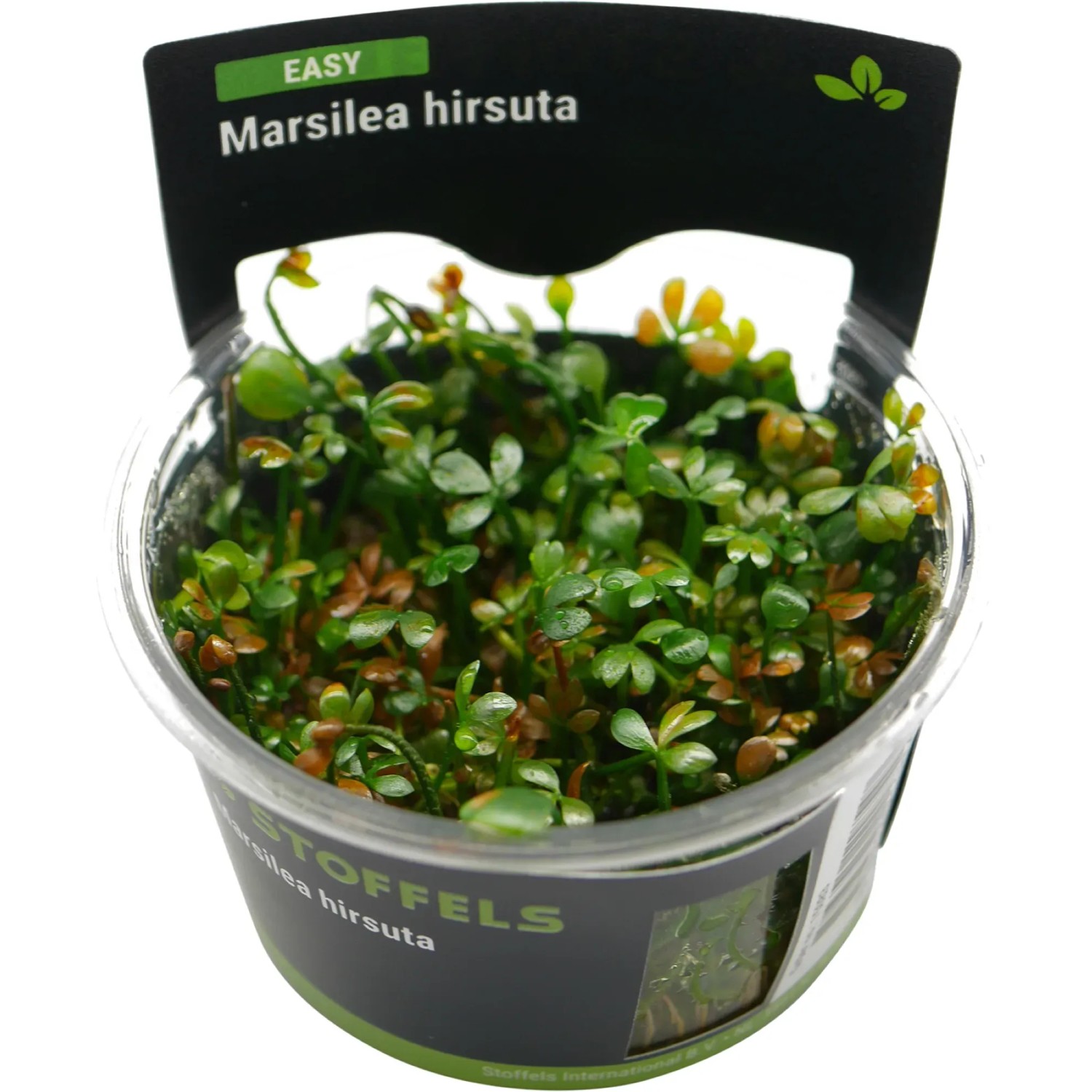 Marsilea hirsuta in-vitro