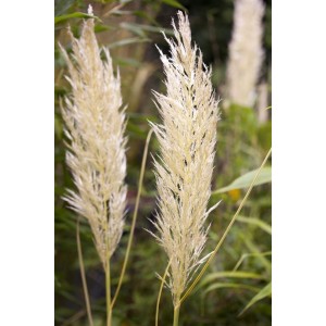 Nahaufnahme von goldgelbem Pampasgras (Cortaderia Selloana Golden Comet) im Garten.