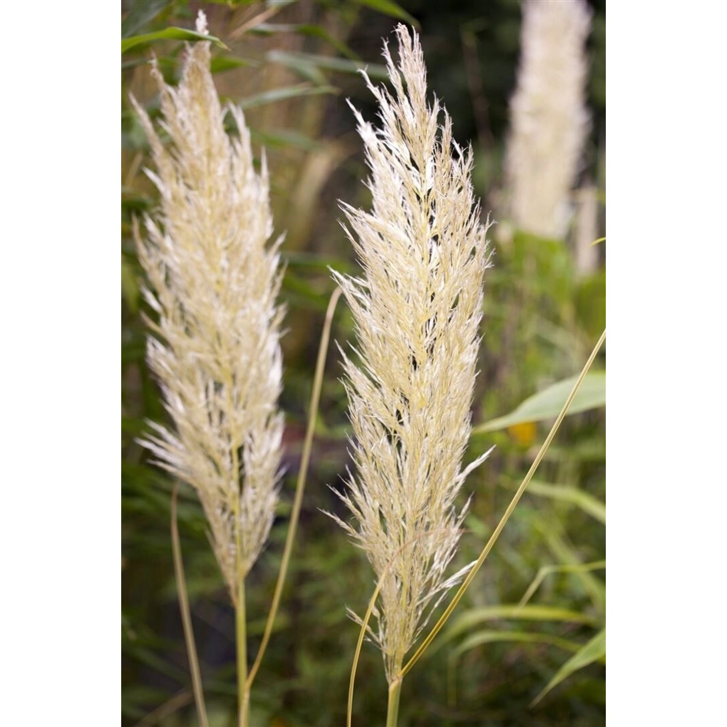 Cortaderia Selloana Golden Comet Pampasgras Goldgelb 15-20 L Container günstig online kaufen