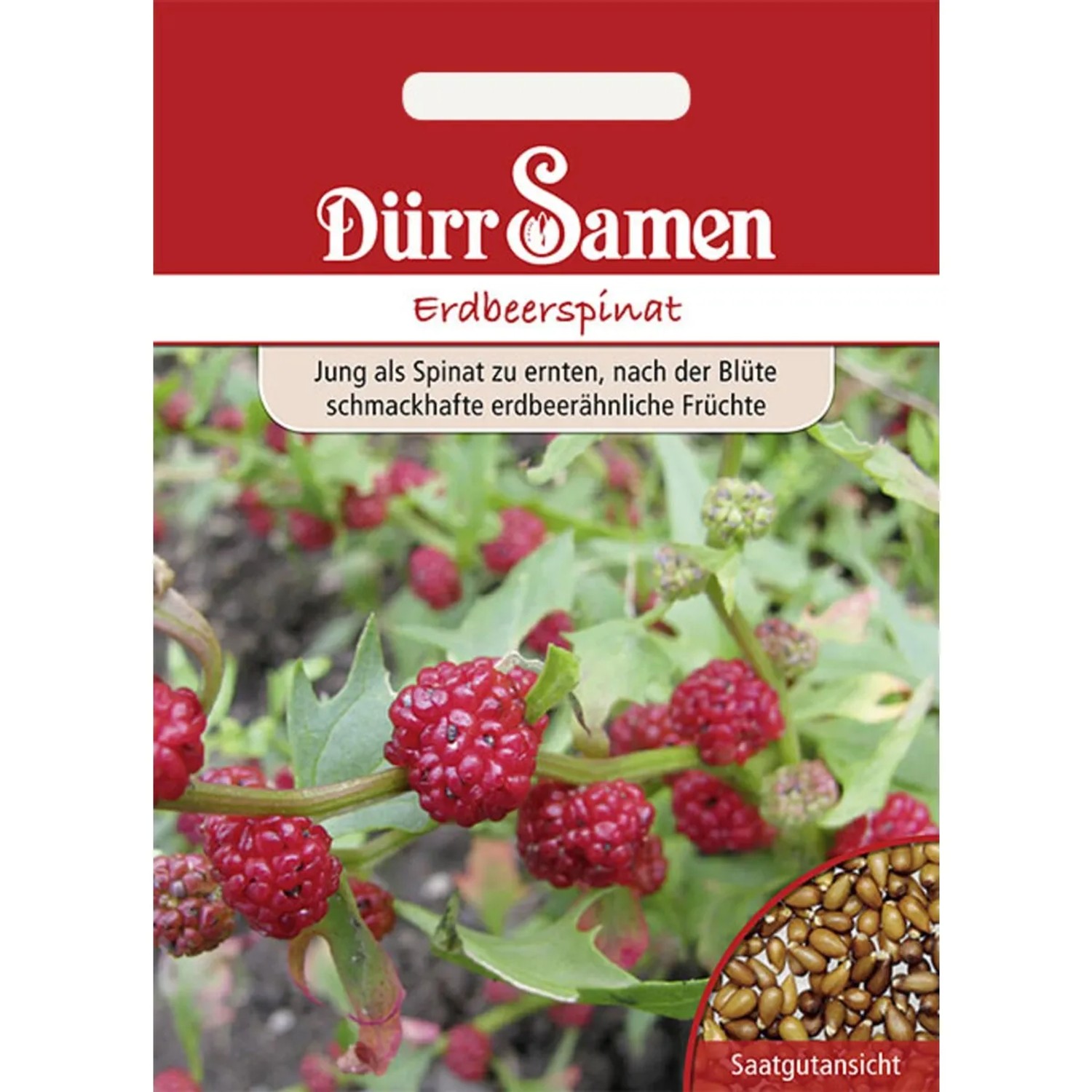 Dürr Samen Erdbeerspinat Saatgut