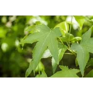 Nahaufnahme: Grüne Blätter des Liquidambar Amberbaum Slender Silhouette.